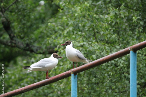 seagull on a fence