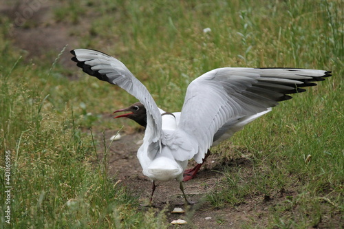 black headed gull