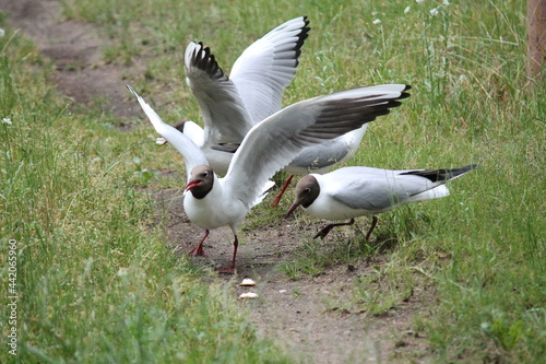 black headed gull
