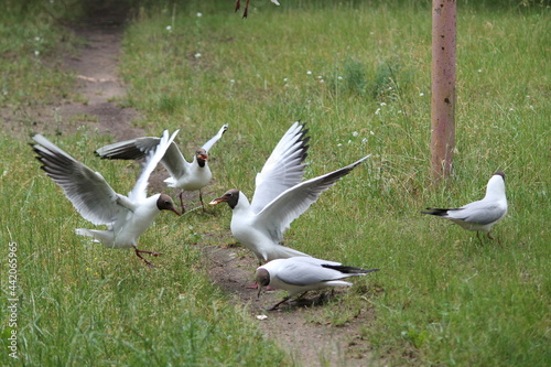 flock of seagulls