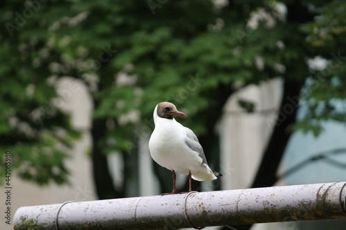 black headed gull