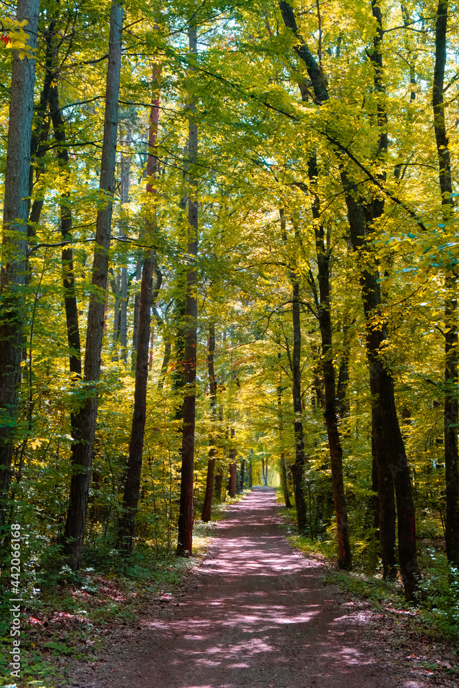 Obraz premium path in green forest