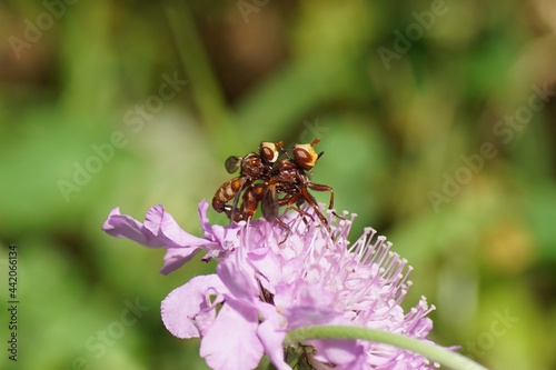 Close up two thick-headed flies Sicus ferrugineus. Family Thick-headed flies, Conopid flies (Conopidae). On a flower of field Scabious (Knautia arvensis). Teasel family (Dipsacaceae). Dutch garden  photo