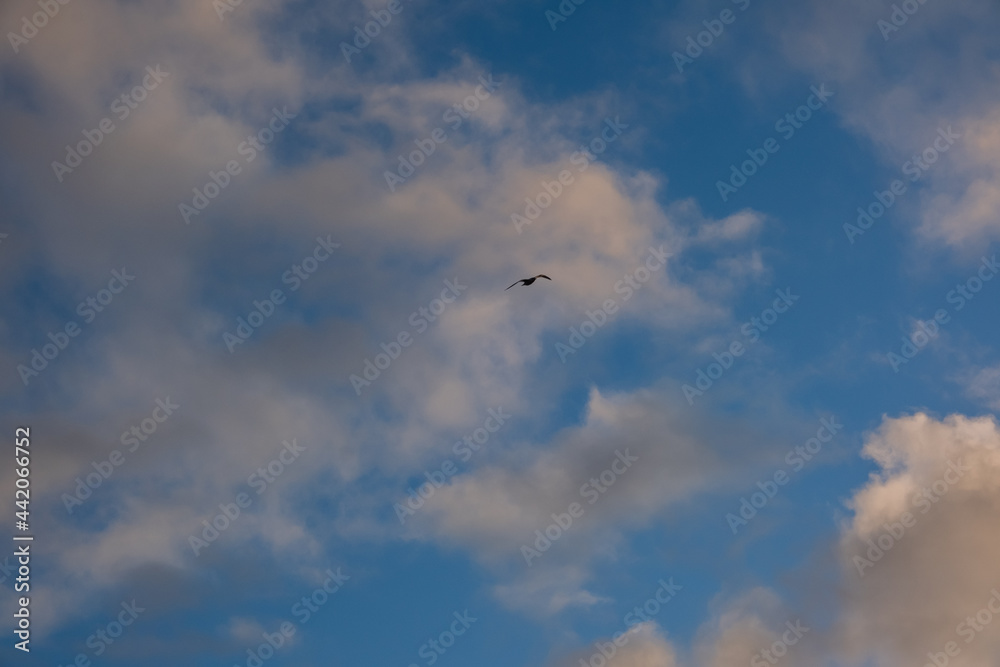 white clouds and blue sky