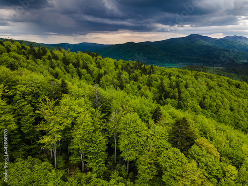 Dramatic Sky Over Green Hills.Spruce Trees Forest in Bieszczady Mountains Park,Poland