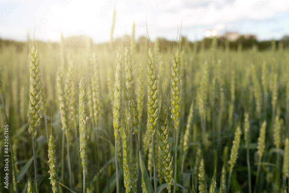 Green spikelets against the background of a field in the rays of the setting sun. Organic farming concept. Selective focus, blurred background Green spikelets against the background of a field in the rays of the setting sun. Organic farming concept. Selective focus, blurred background