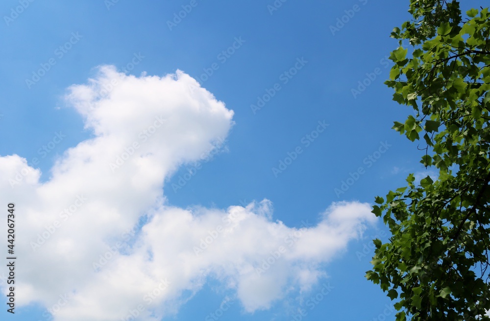 初夏 爽やかな空 緑 風景 初夏 爽やかな空 緑 風景