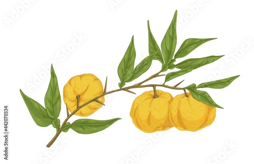 Ripe yuzu fruits growing on tree branch with leaves. Vintage drawing of Japan...
