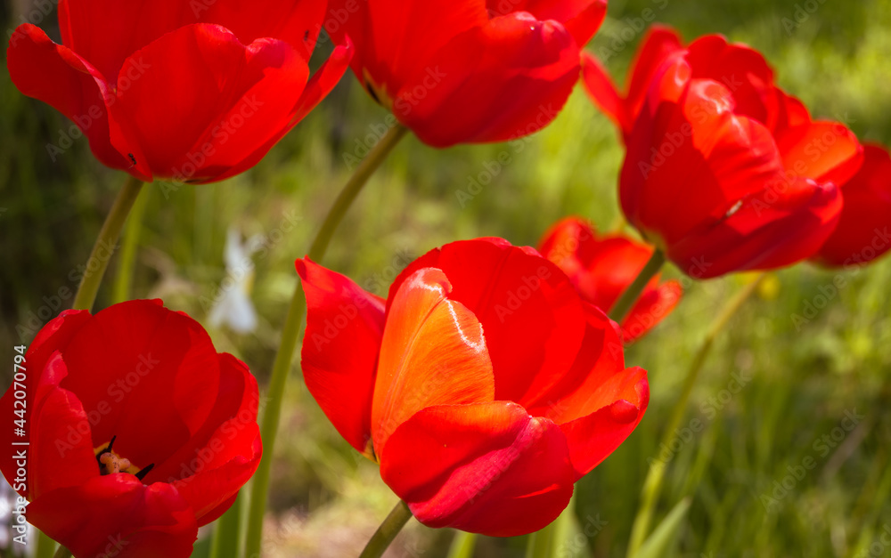 Red tulips close-up with blurred background of green stems. Common vegetation on fields and meadows in Europe in springtime. The concept of gift, celebration, love, spring and passion.