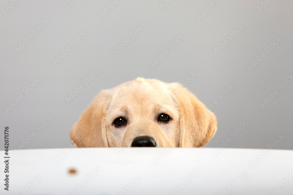 Portrait of labrador puppy peeking muzzle under white table on gray  background with copy space. Curious
