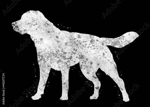 Labrador Dog black and white watercolor  abstract painting. Watercolor illustration rainbow  colorful  poster  decoration wall art.