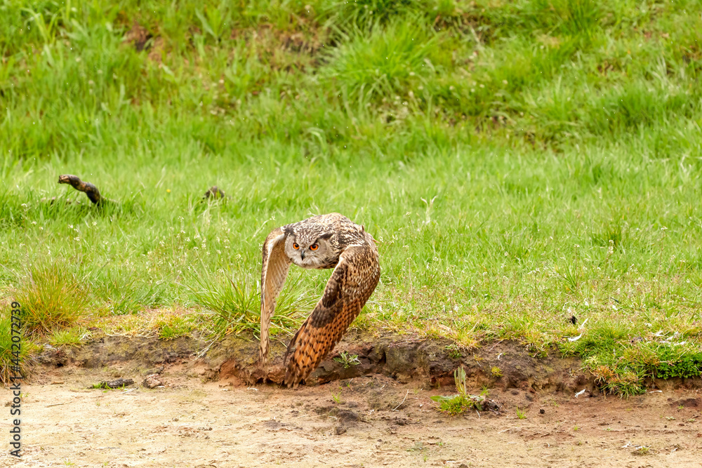 Obraz premium Eagle owl, takes off from the grass and flies low over the sand. The bird of prey seen from the front. The wings straight down