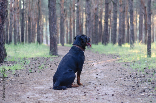 Black dog sits on path in an early morning pine forest. Male Rot © Mikhail