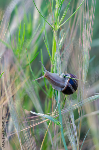 A garden snail on a vertical stalk of grass. Mollusk among wild