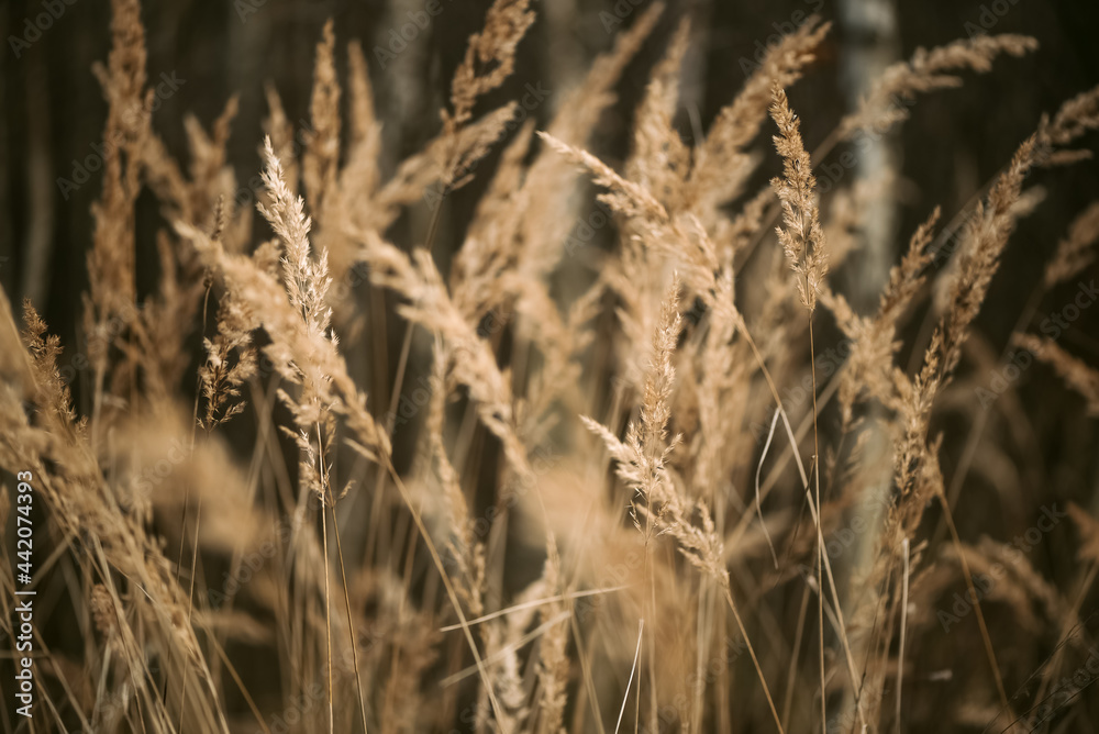 Dried fluffy reed grass in sunlight blurry natural background Dried fluffy reed grass in sunlight blurry natural background