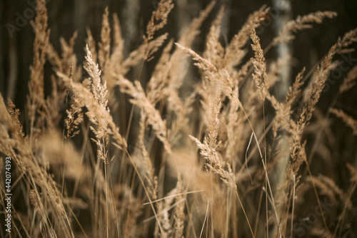 Dried fluffy reed grass in sunlight blurry natural background