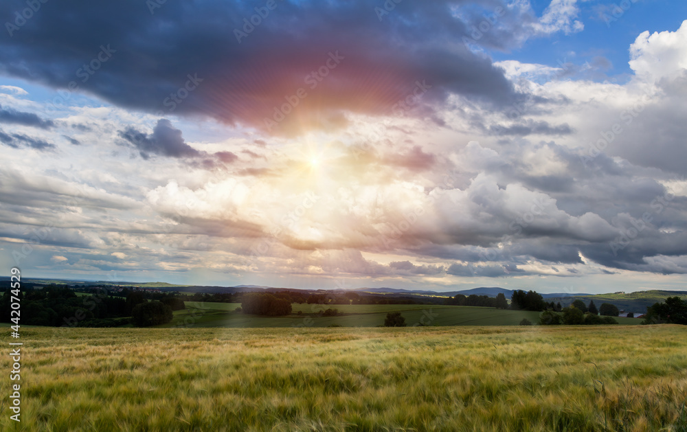 Wheat agriculture field with trees and distant hill, cloudy sky and sun. Czech summer landscape
