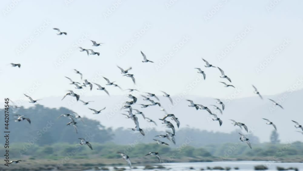 Big flock of birds flying near the ground. Big flock of birds flying near the ground.