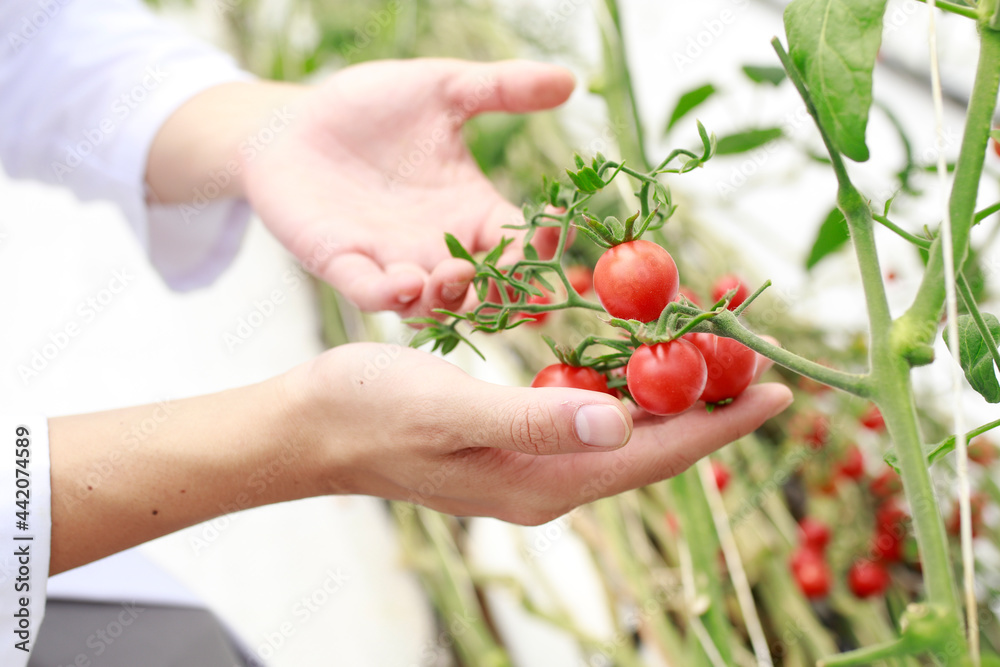 hands holding red tomatoes
hands holding red tomatoes