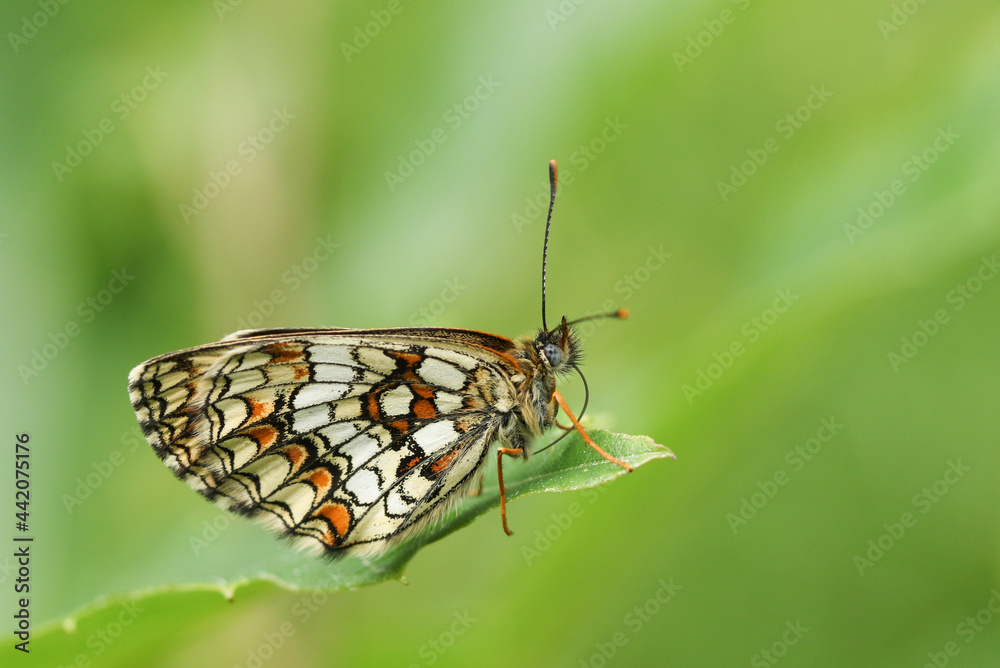 A rare Heath Fritillary Butterfly, Melitaea athalia, perching on a leaf in a woodland clearing. A rare Heath Fritillary Butterfly, Melitaea athalia, perching on a leaf in a woodland clearing.