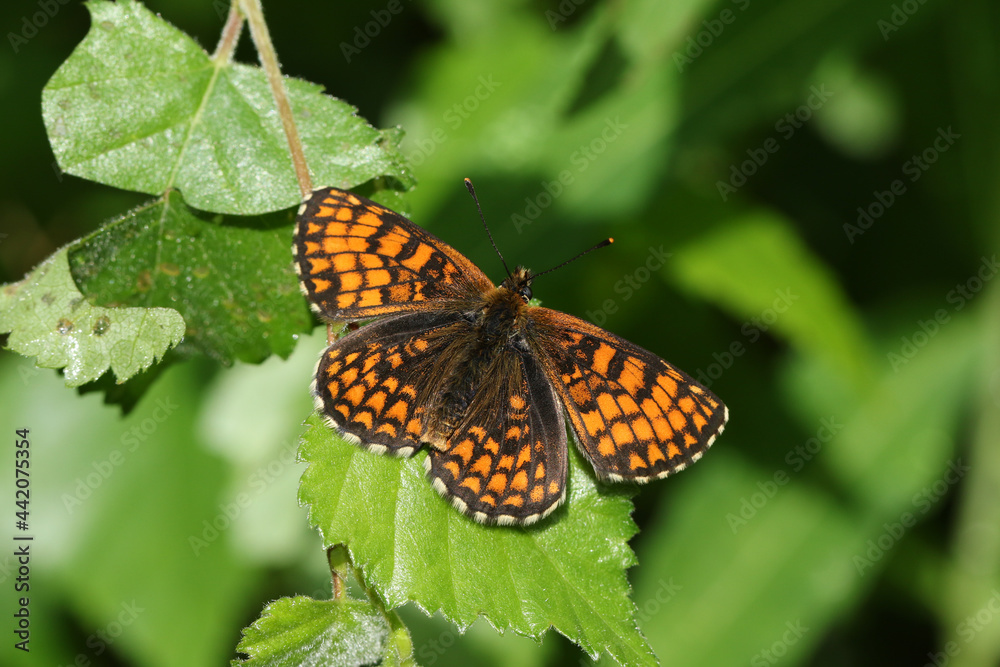 A rare Heath Fritillary Butterfly, Melitaea athalia, perching on a leaf in a woodland clearing.	