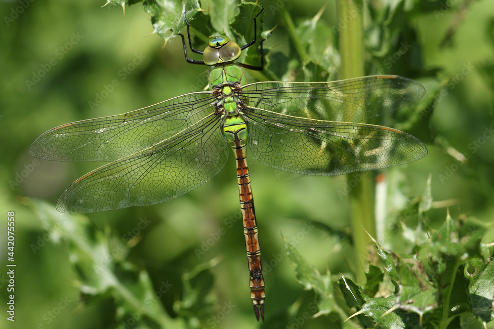 A newly emerged Emperor Dragonfly, Anax imperator, perching on a thistle.
A newly emerged Emperor Dragonfly, Anax imperator, perching on a thistle.
