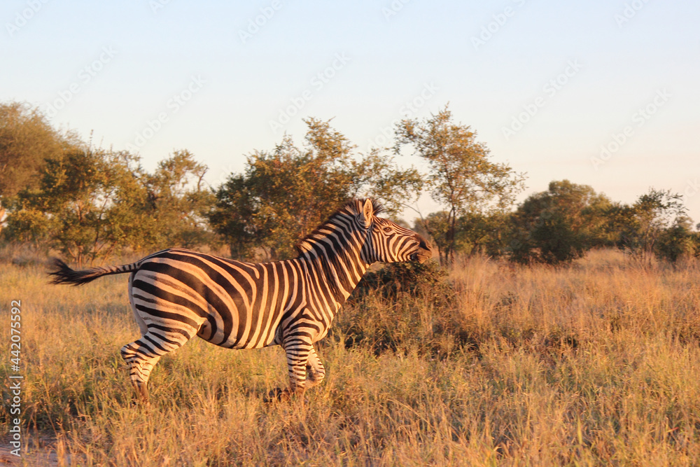 Naklejka premium Steppenzebra / Burchell's zebra / Equus burchellii