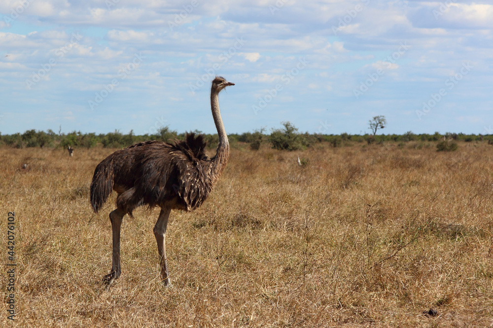 Naklejka premium Strauß / Ostrich / Struthio camelus