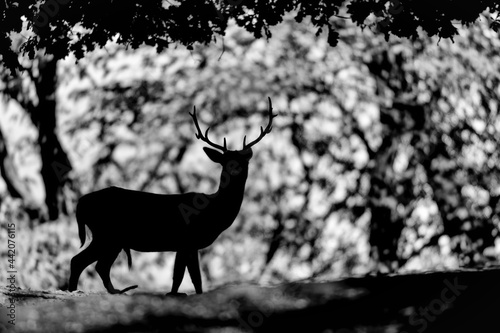 Black and white portrait of Fallow deer at sunrise  Dama dama 