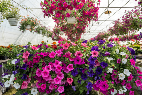 Wallpaper Mural Growing flowers growing  inside of a greenhouse nursery Torontodigital.ca