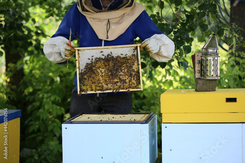 Frame with bees producing honey in a small beekeeping  photo