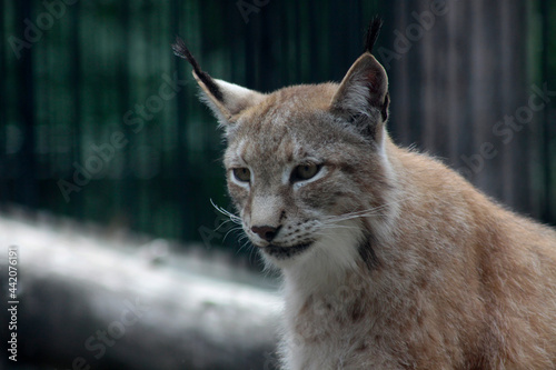 Close up portrait of cute lynx