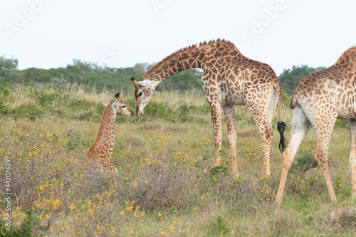 Photography A giraffe mother communicates with its offspring