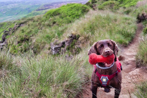 brown working cocker spaniel dog with toy bone in harness hiking walking through peak district