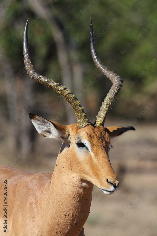 Schwarzfersenantilope / Impala / Aepyceros melampus Schwarzfersenantilope / Impala / Aepyceros melampus