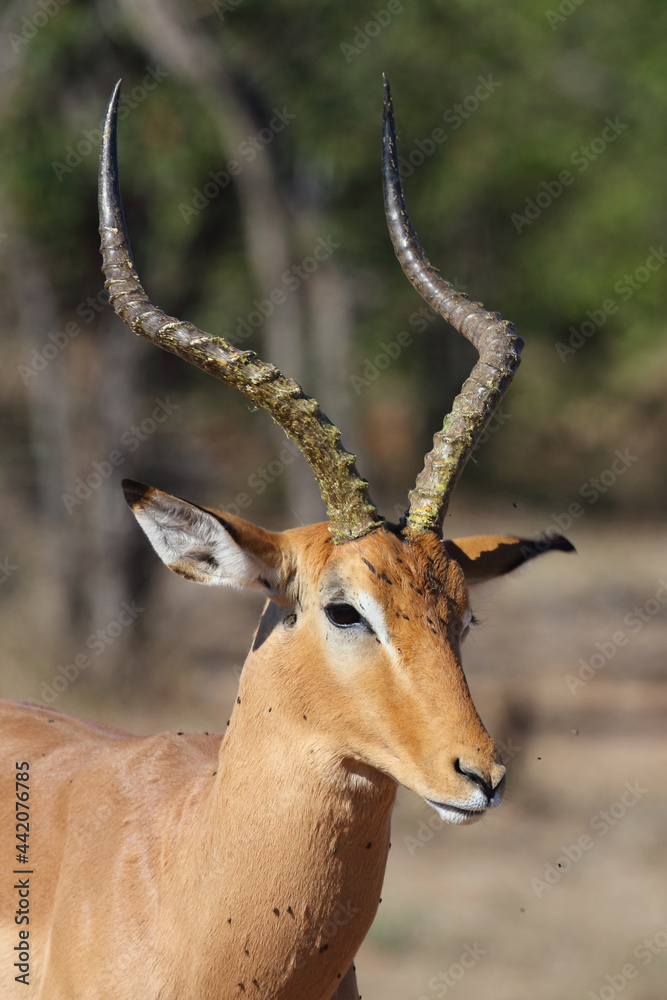 Schwarzfersenantilope / Impala / Aepyceros melampus