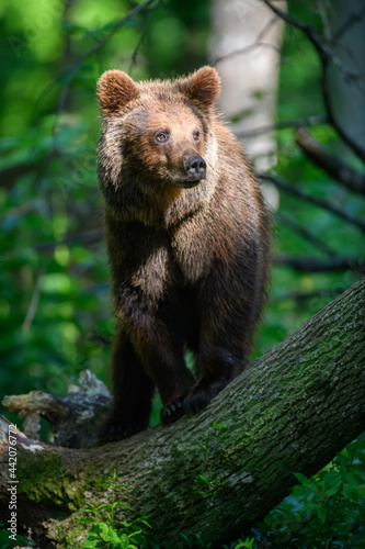 Wild Brown Bear on tree in the summer forest. Animal in natural habitat. Wildlife scene