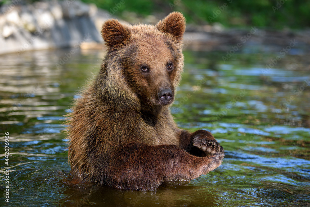 Obraz premium Wild Brown Bear on pond in the summer forest. Animal in natural habitat. Wildlife scene