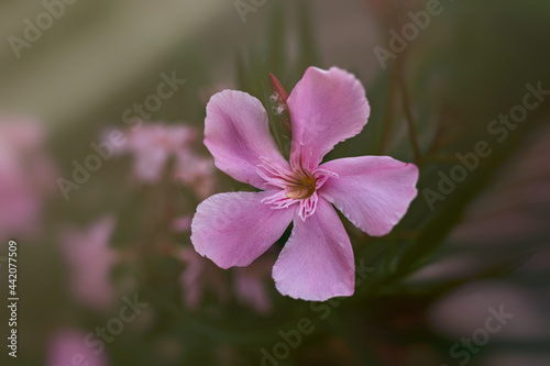 pink flower on a green background of the bush on a warm summer day