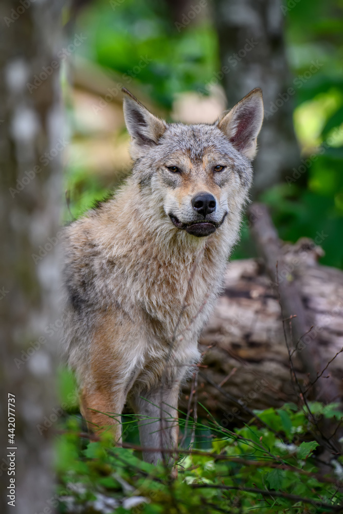 Wolf portrait in summer forest. Wildlife scene from nature