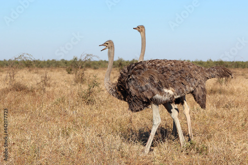 Strauß / Ostrich / Struthio camelus photo