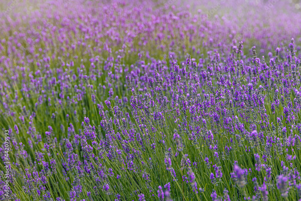 purple lavender flower growing in a warm green summer garden in the rays of the sun purple lavender flower growing in a warm green summer garden in the rays of the sun