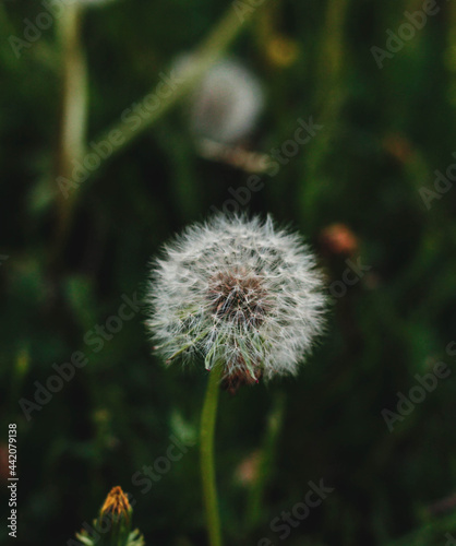 dandelion, flower, nature, plant, green, grass, seed, spring, white, summer, seeds, macro, blowball, flora, wind, weed, blossom, garden, field, fluffy, meadow, stem