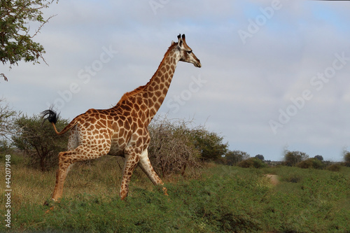 Giraffe   Giraffe   Giraffa camelopardalis.