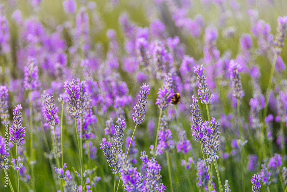 purple lavender flower growing in a warm green summer garden in the rays of the sun