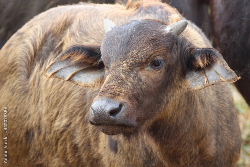 Kaffernbüffel / African buffalo / Syncerus caffer. Kaffernbüffel / African buffalo / Syncerus caffer.