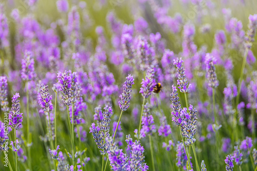 purple lavender flower growing in a warm green summer garden in the rays of the sun © Joanna Redesiuk