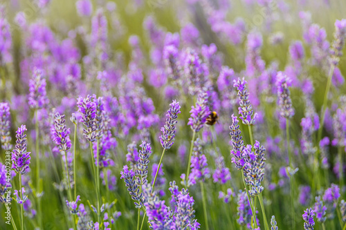 purple lavender flower growing in a warm green summer garden in the rays of the sun