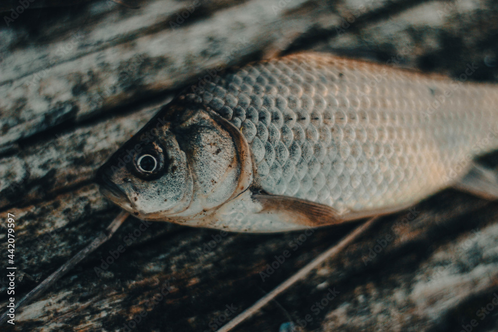 close up of a trout,fish, caught fish, goldfish, fish lies, catch, fishing, fresh, carp, seafood, scales, on a tree, food, desire, lunch, omega, vitamins,trout, water, tail, river, freshwater, crucian close up of a trout,fish, caught fish, goldfish, fish lies, catch, fishing, fresh, carp, seafood, scales, on a tree, food, desire, lunch, omega, vitamins,trout, water, tail, river, freshwater, crucian