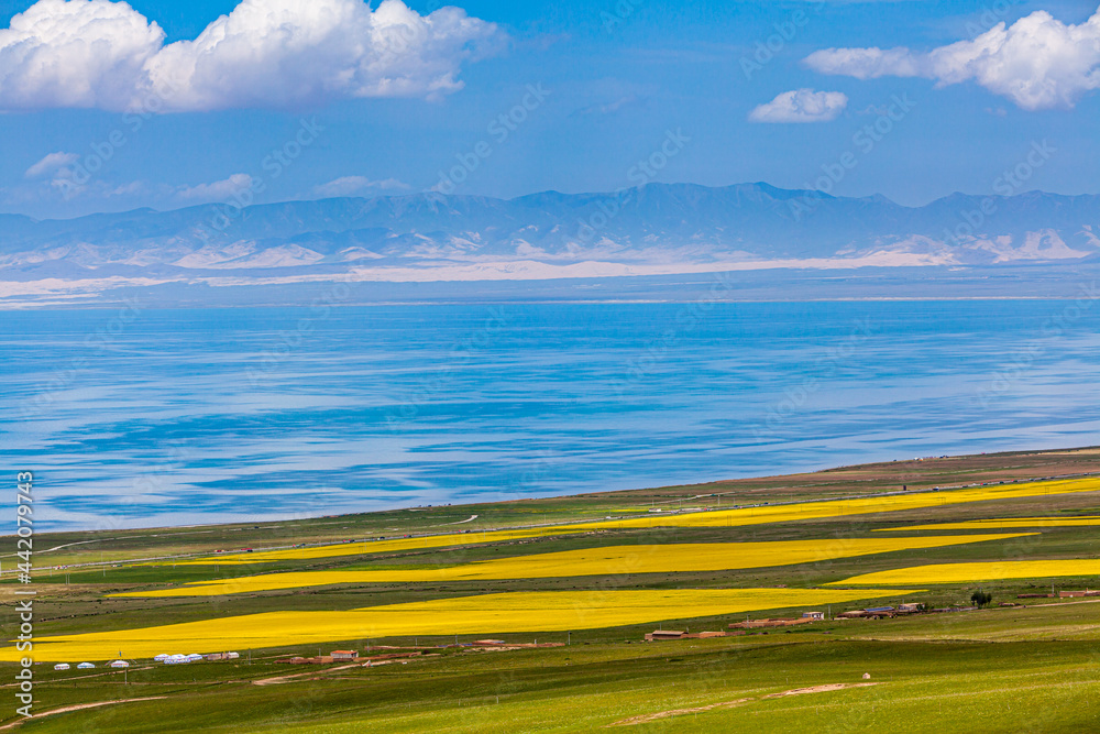 Aerial view of blue Qinghai lake with rapeseed fields in the front and mountains in the background